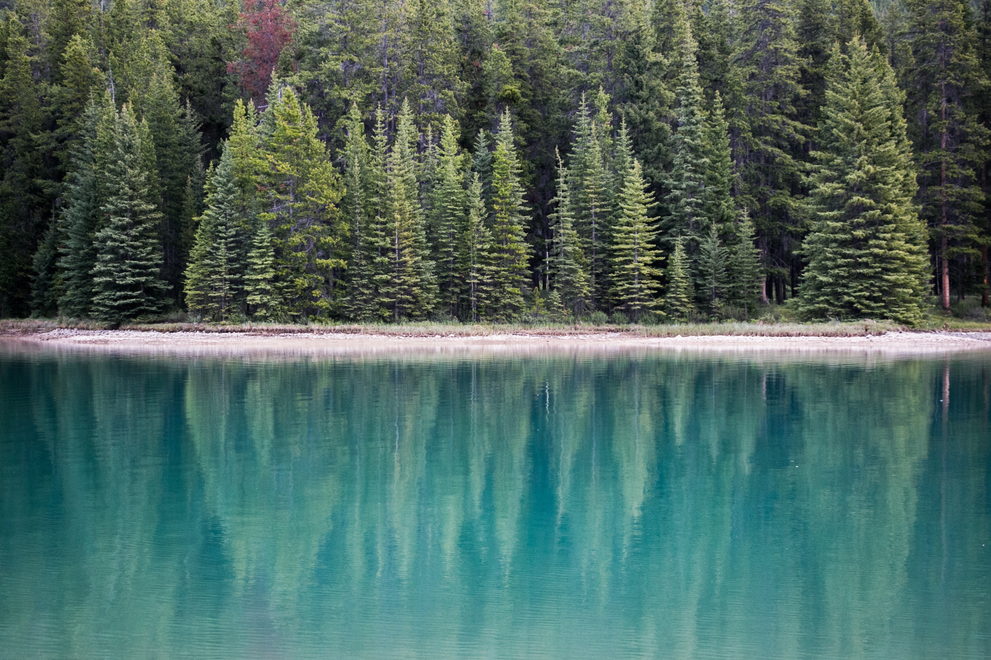 Trees reflected in a lake